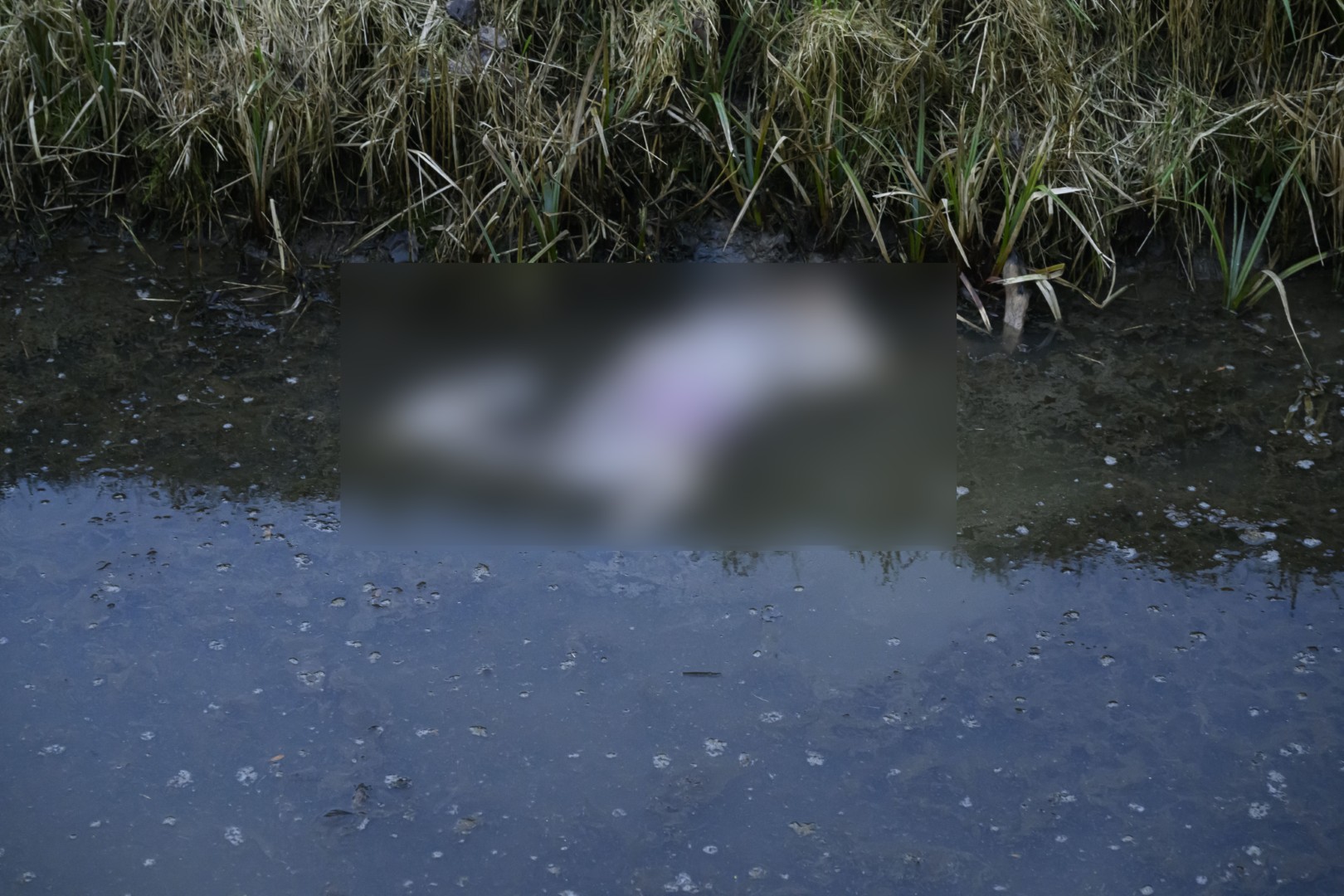 Ree dood na aanrijding met auto