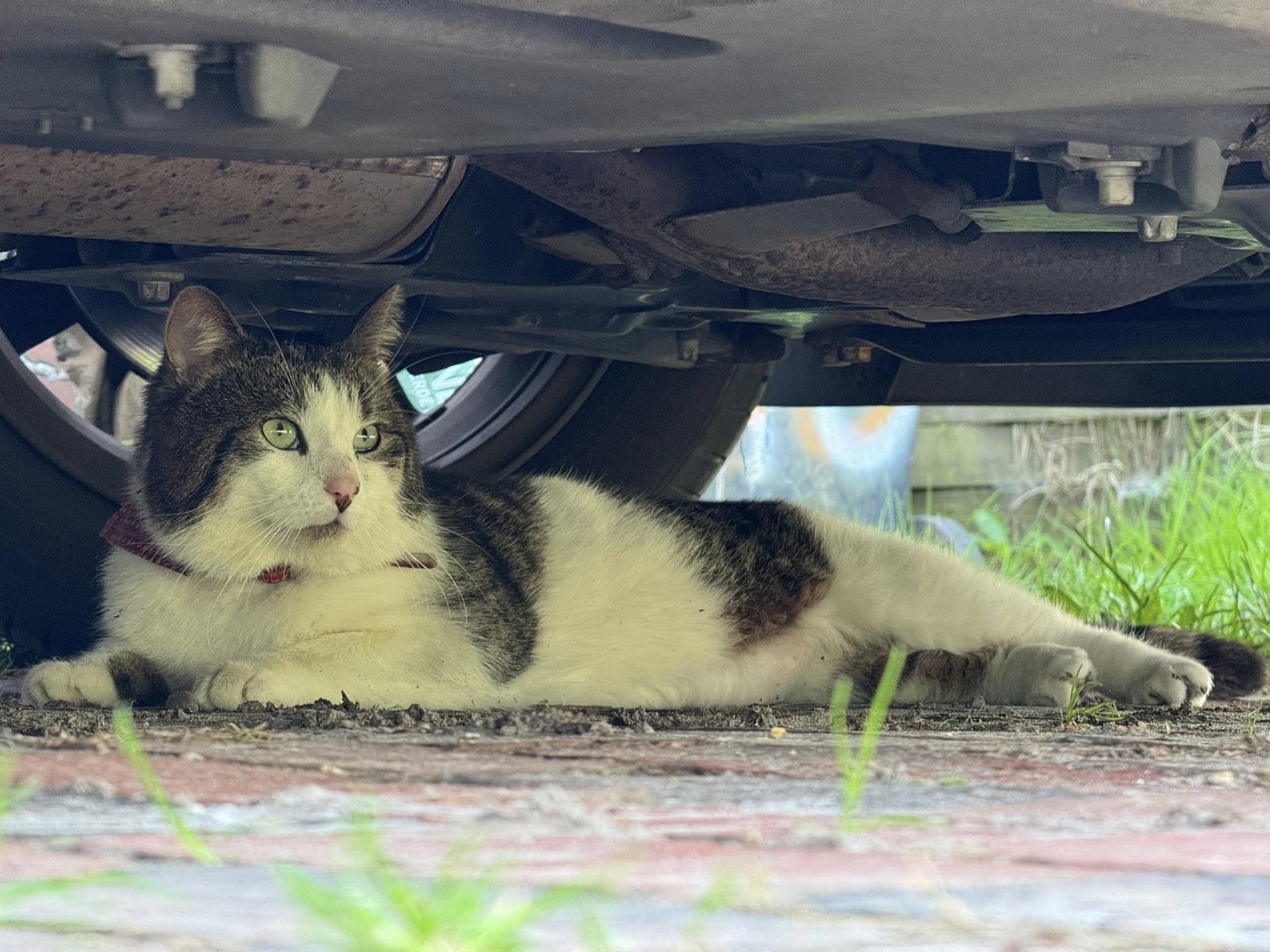 Kater Robby sinds 24 februari vermist, oproep tot tips