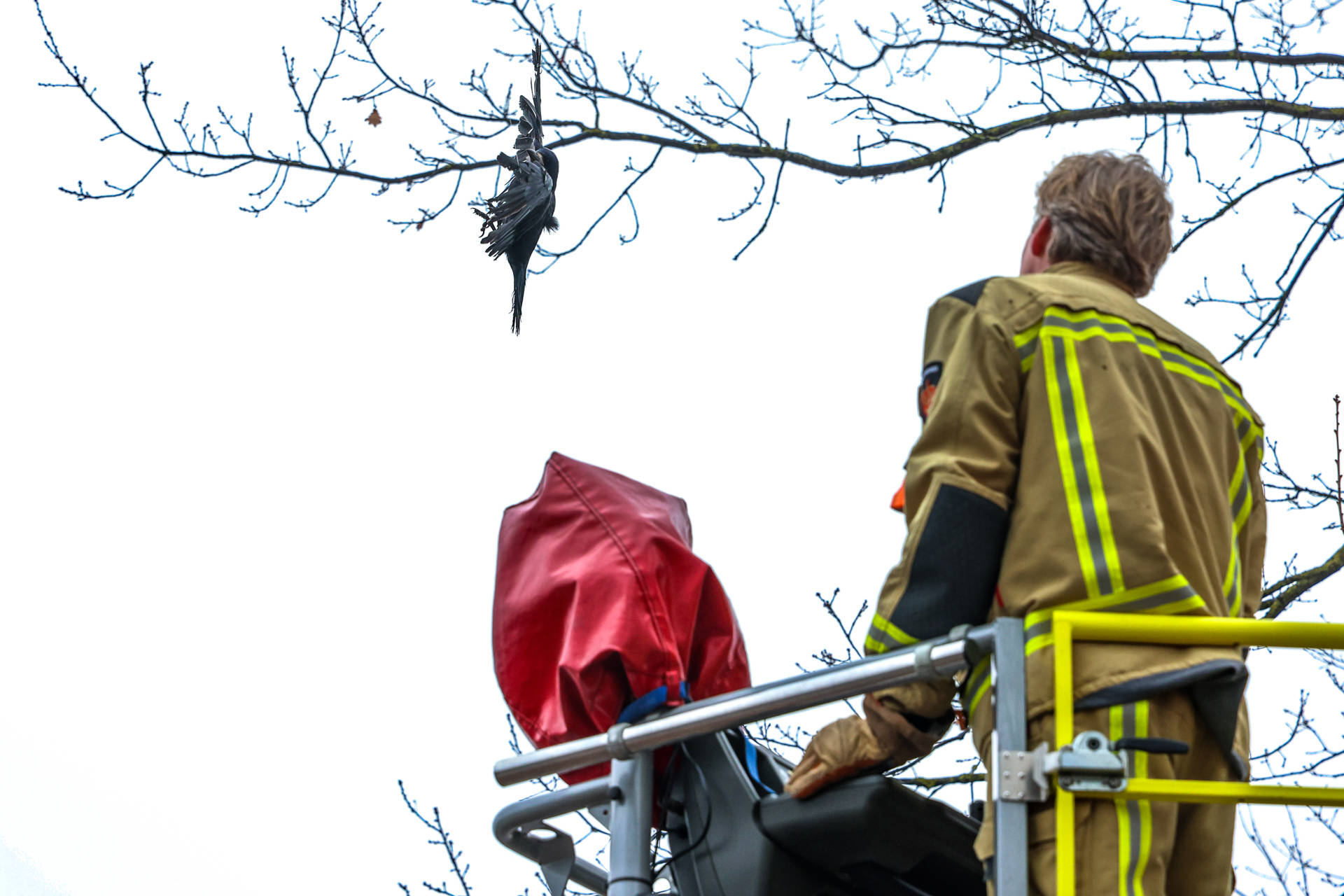 Kraai komt vast te zitten in boom