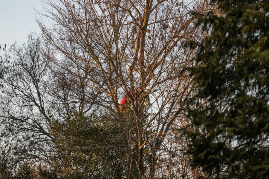 Brandweer spuit kat uit boom