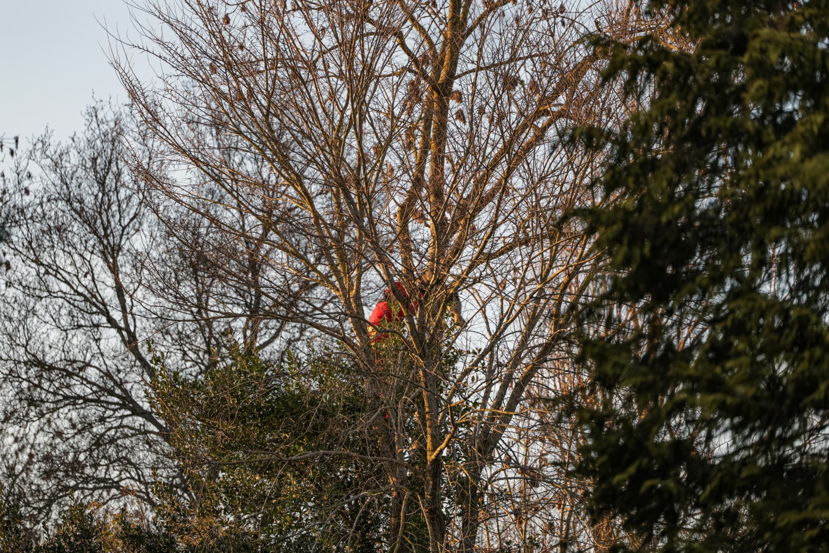 Brandweer spuit kat uit boom