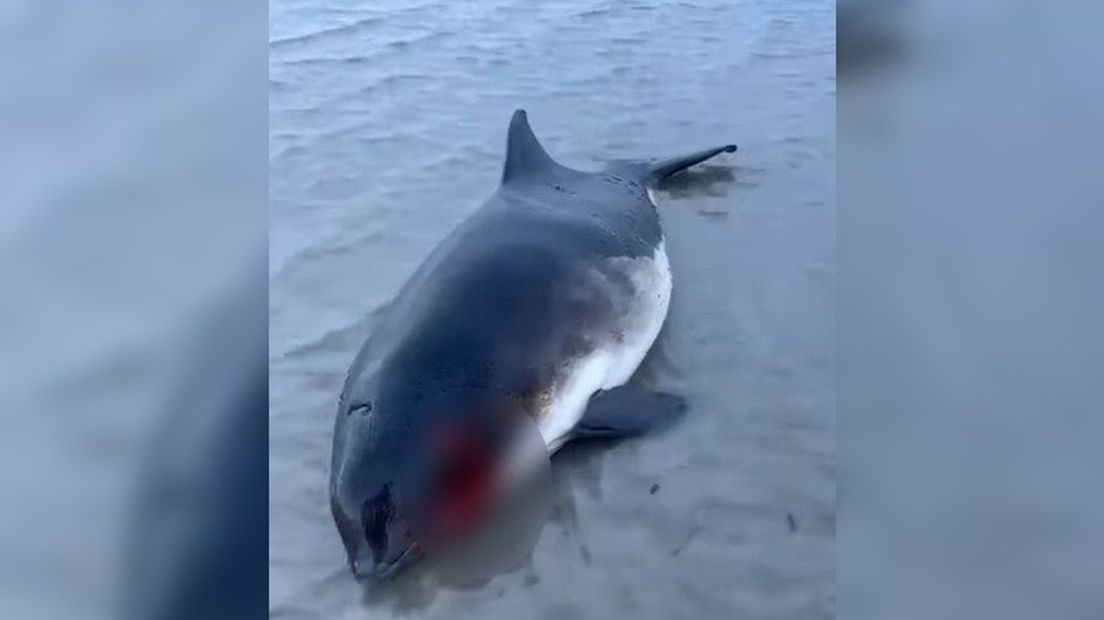 Aangespoelde bruinvis na reddingsactie ingeslapen