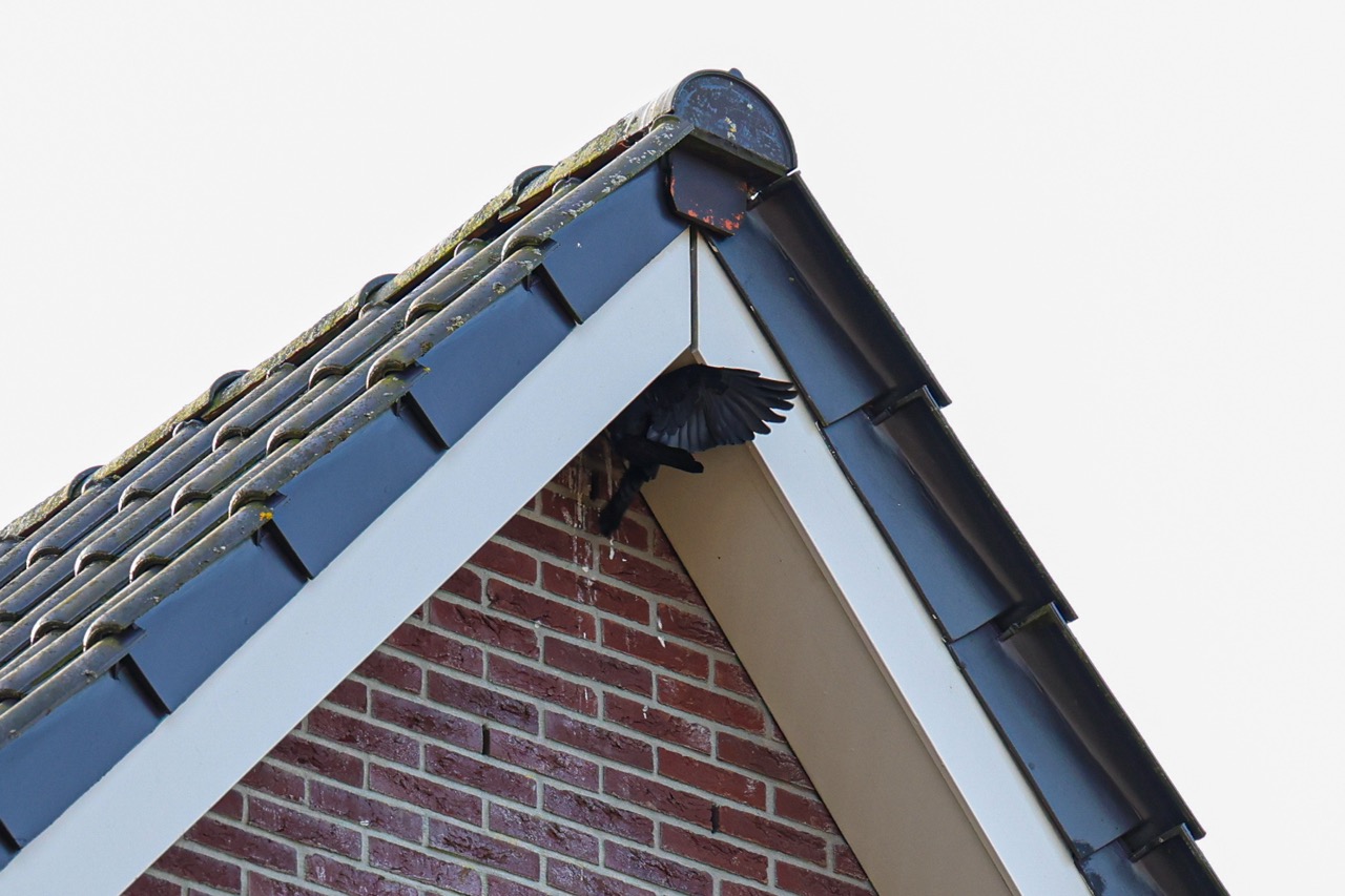 Vogel vast onder dakrand van woning