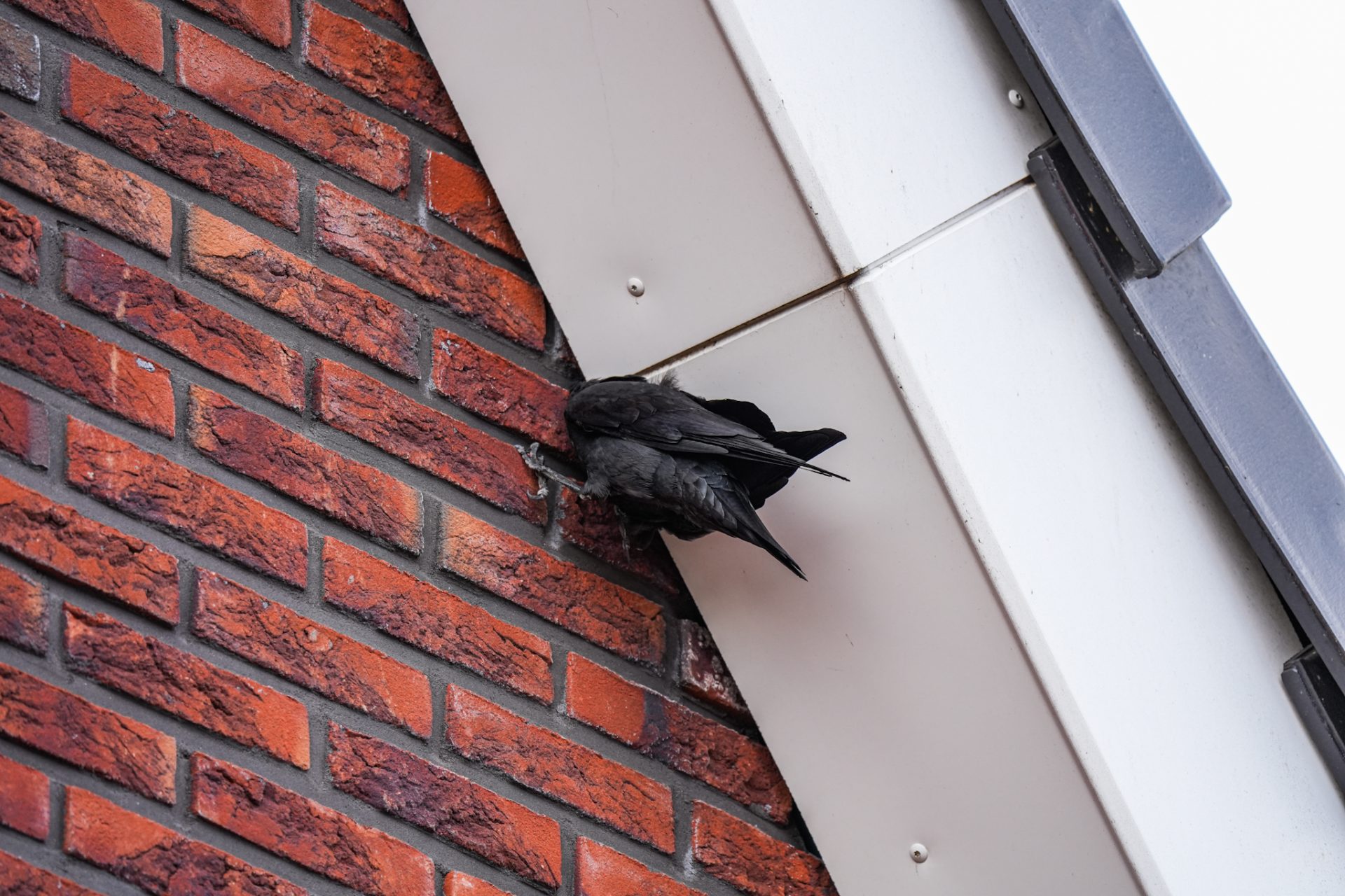 Brandweer bevrijdt kraai die vastzit tussen gevel en dakgoot