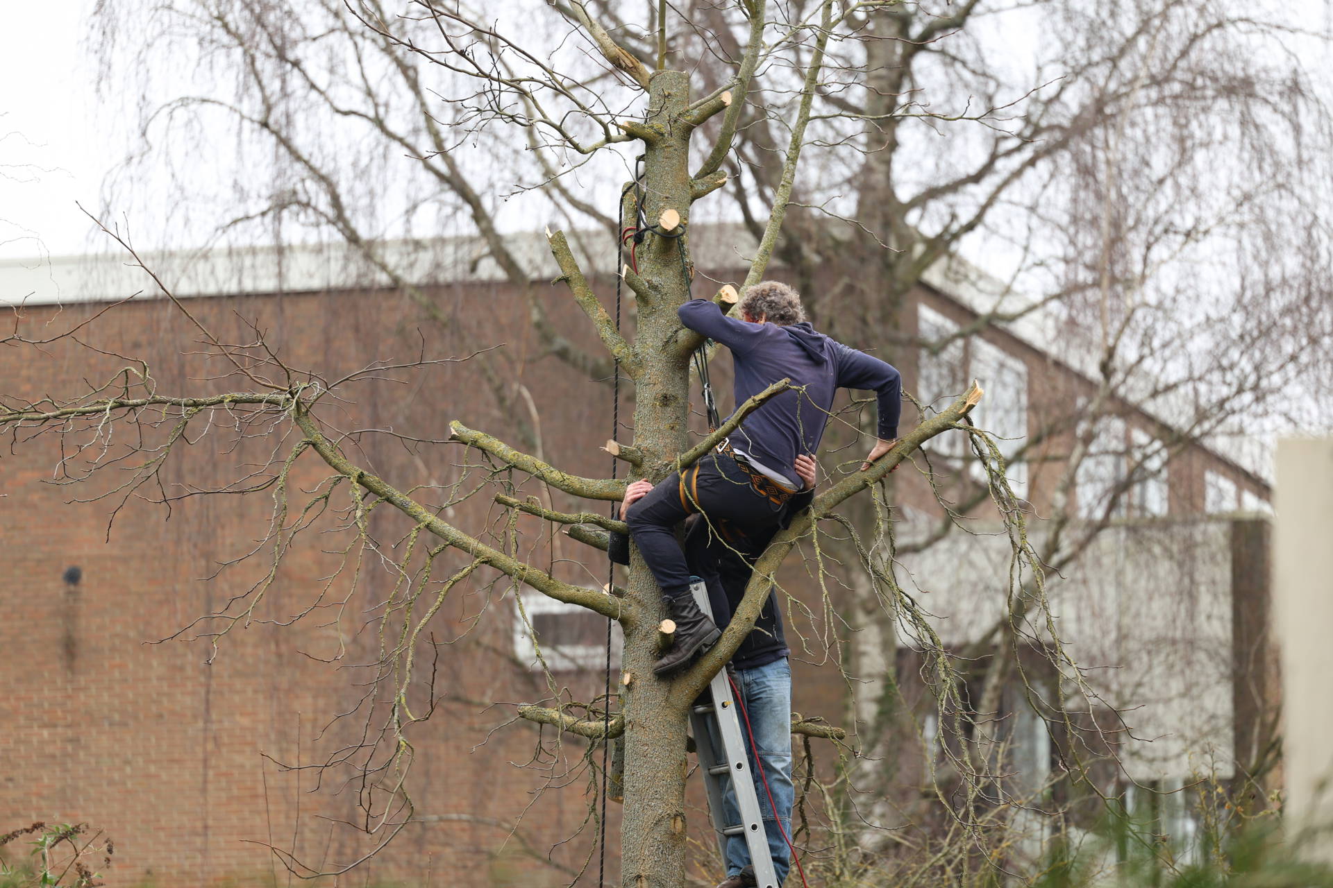 Brandweer redt man uit boom na problemen tijdens snoeiwerkzaamheden