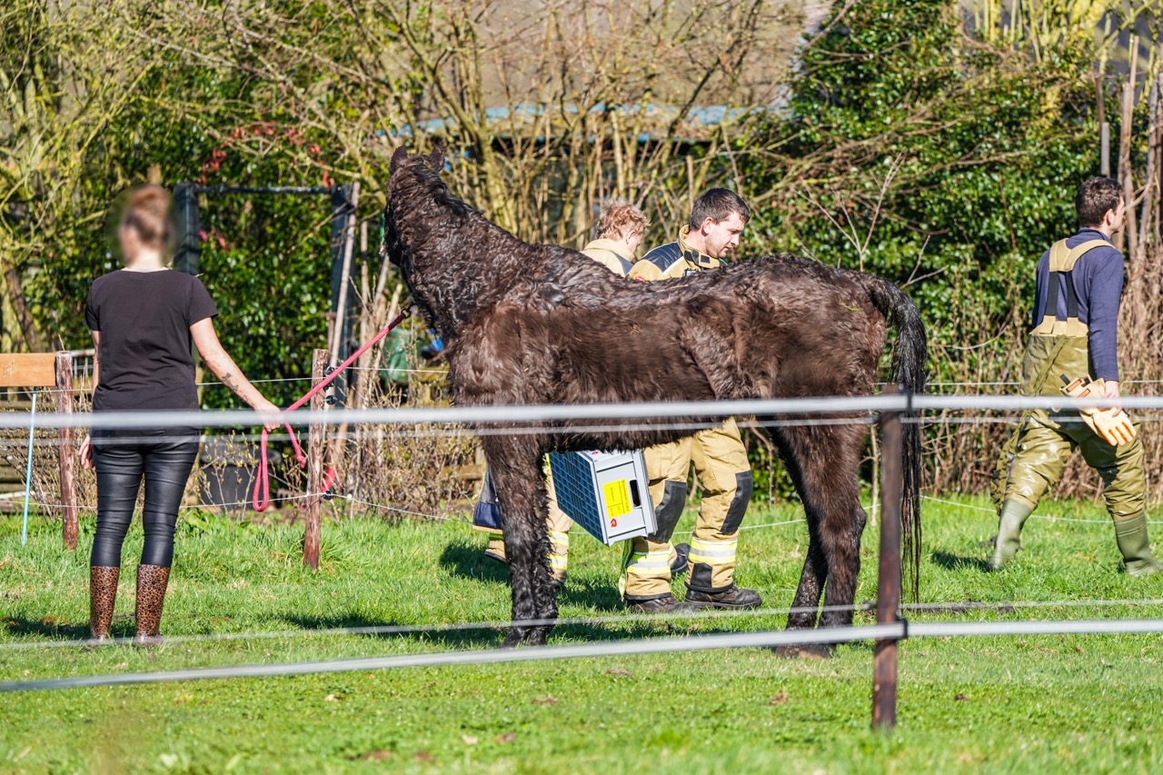 Paard vast in water, brandweer schiet te hulp