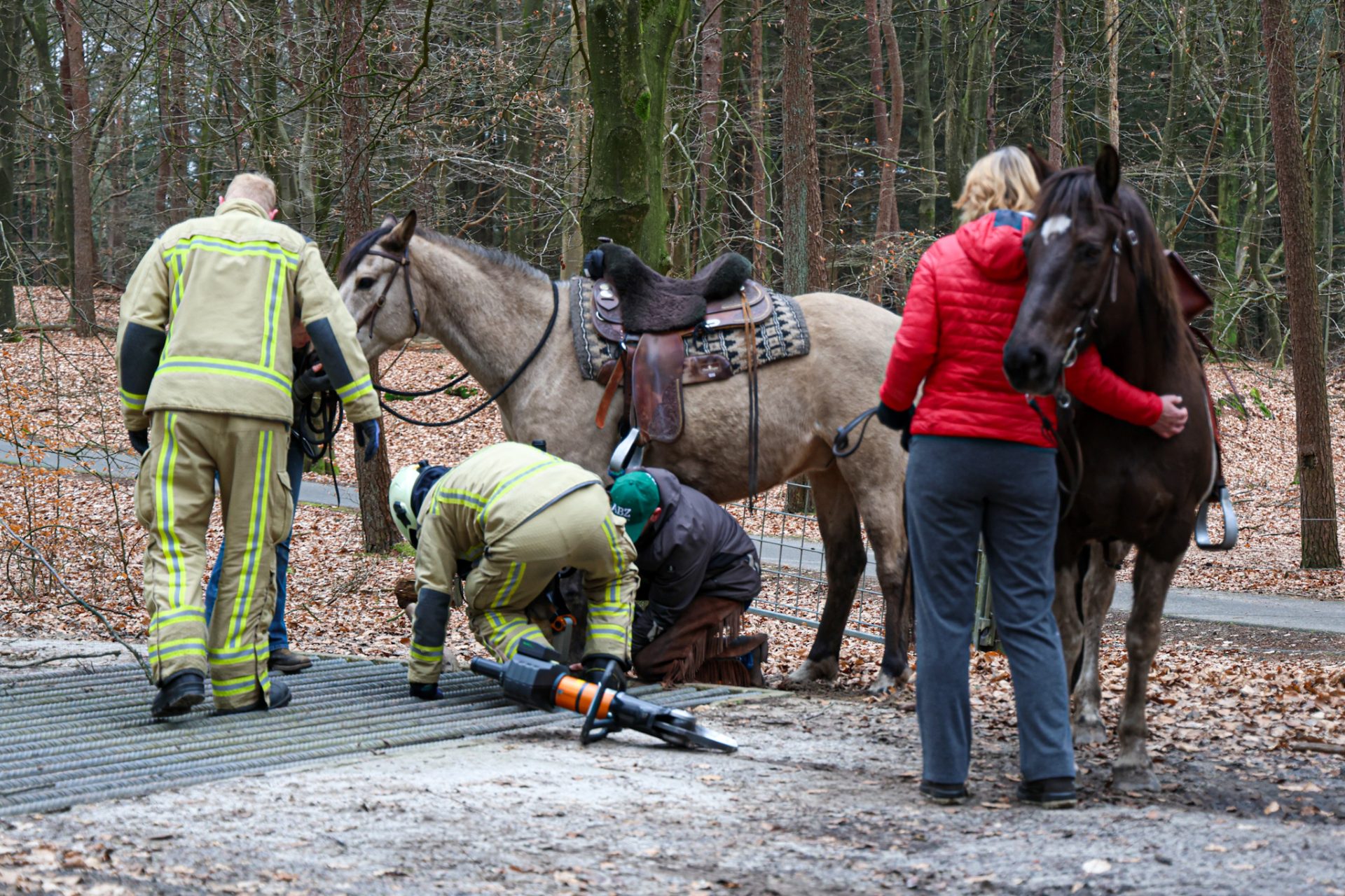 Paard vast in wildrooster
