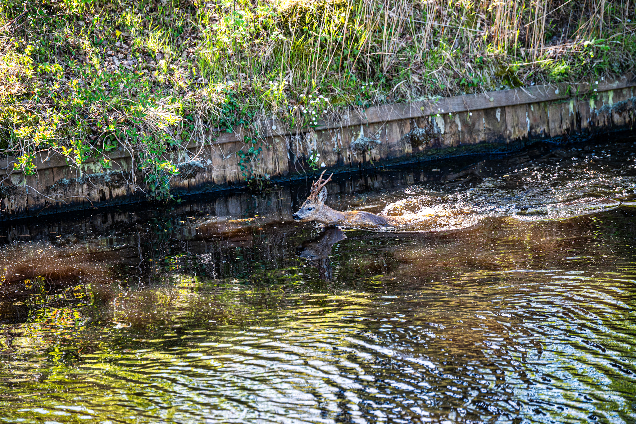 Deer swimming in a river beside a grassy, leafy embankment and a weathered wooden wall; water ripples reflect sunlight.