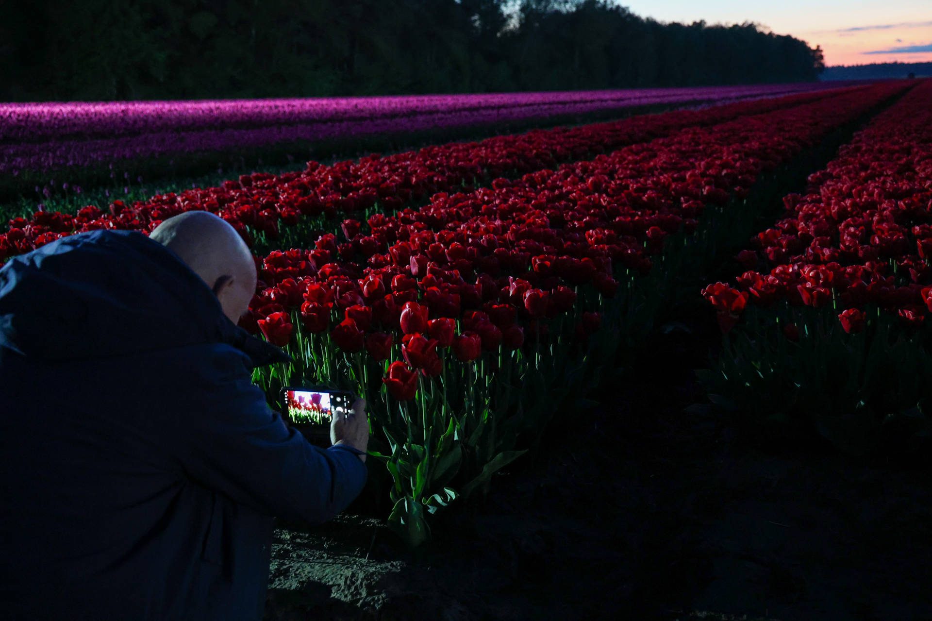 ‘Tulpenpracht bij Nacht’ trekt duizenden bezoekers