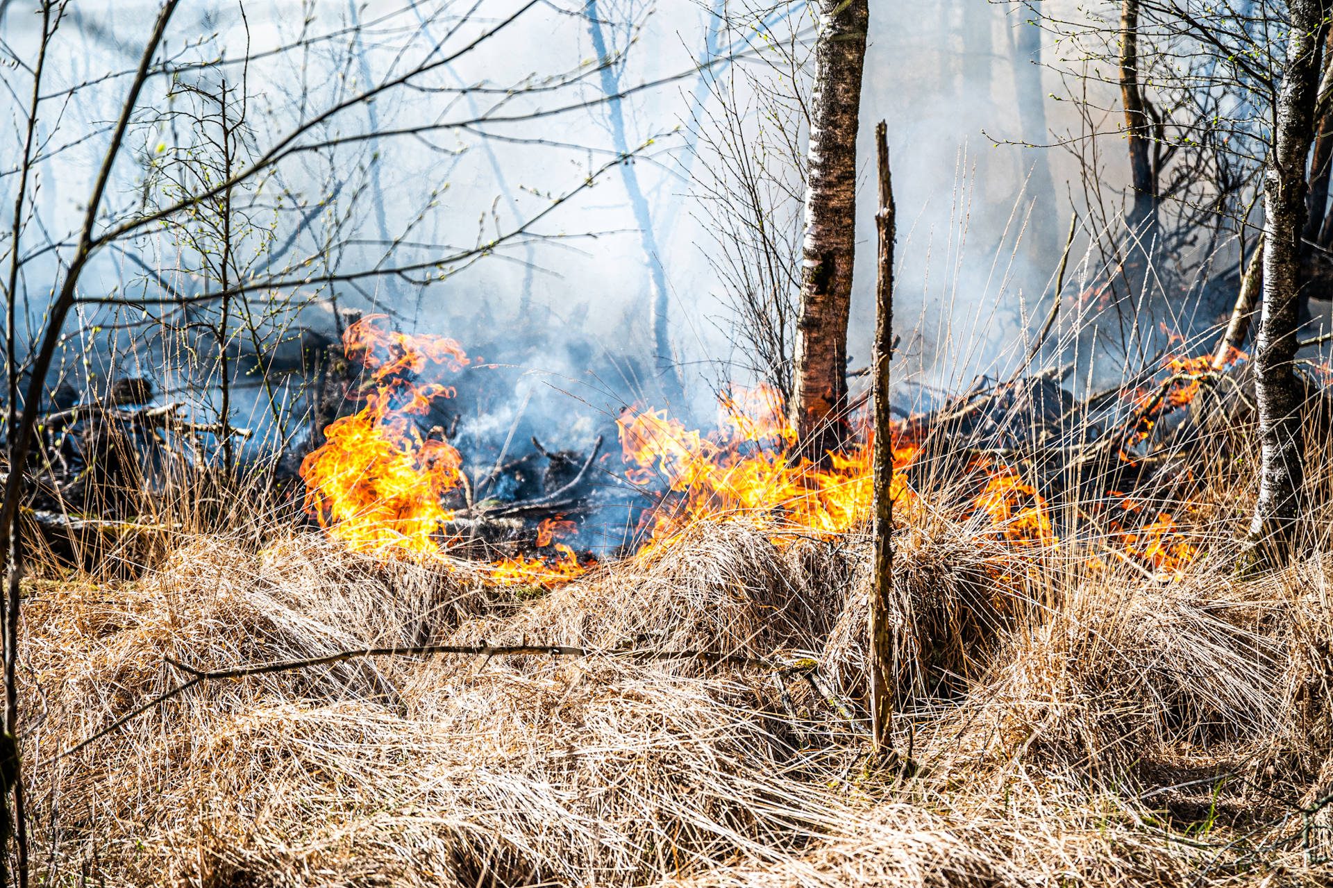 Grote bosbrand onder controle: gebied ter grootte van vier voetbalvelden verwoest