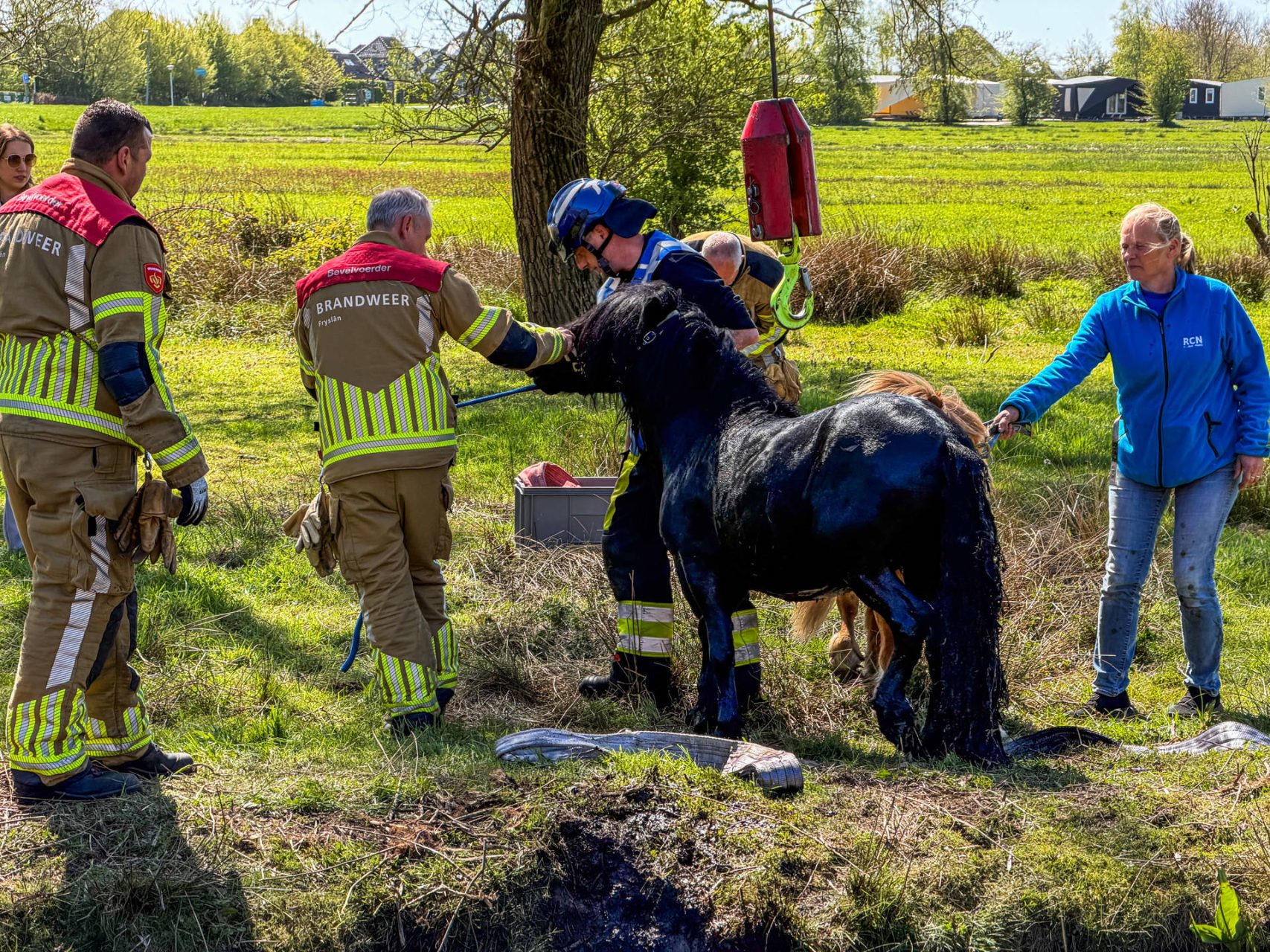 Brandweer redt shetlander uit sloot