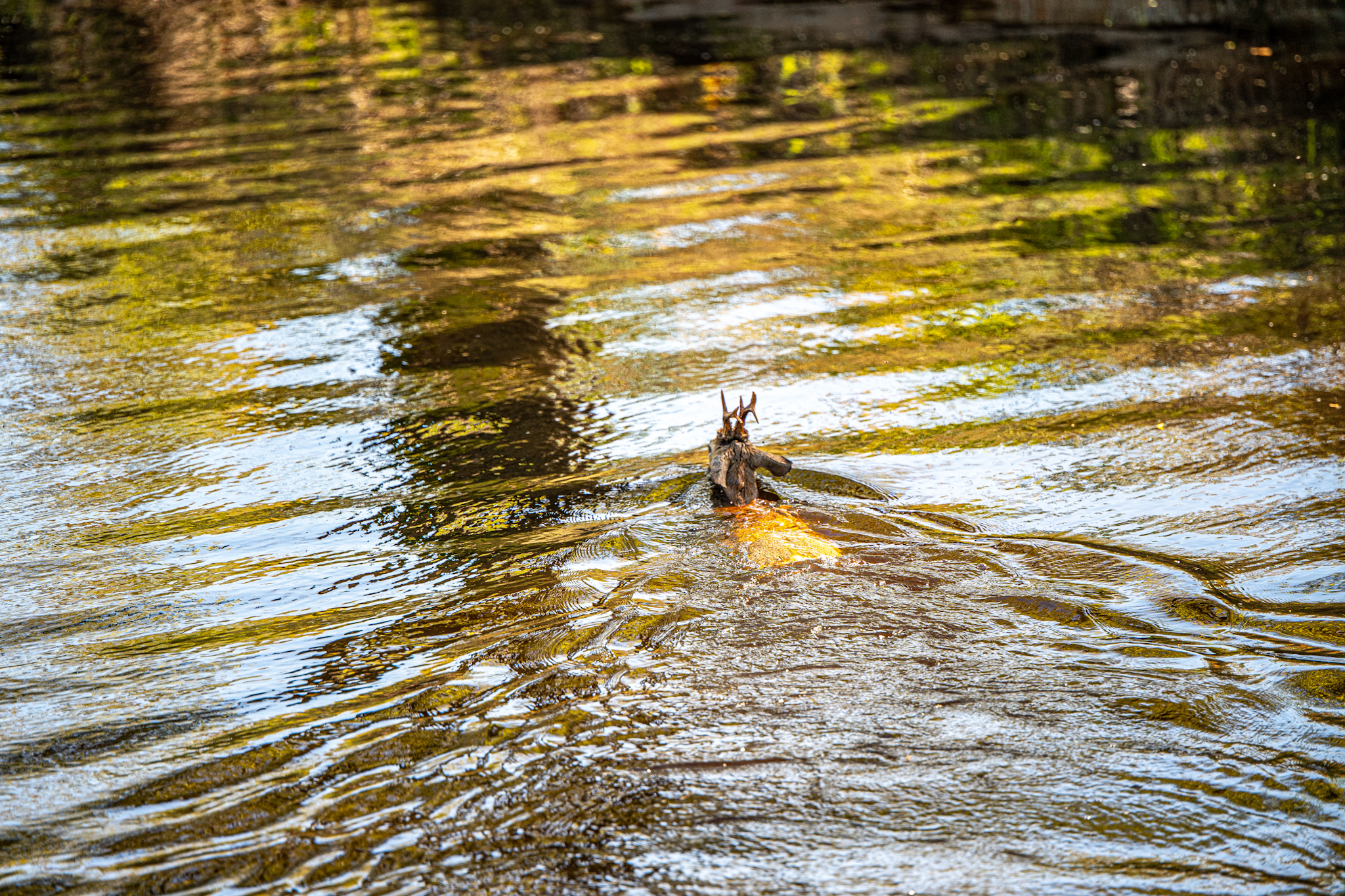 Brandweer redt ree uit vaart na lange zwemtocht