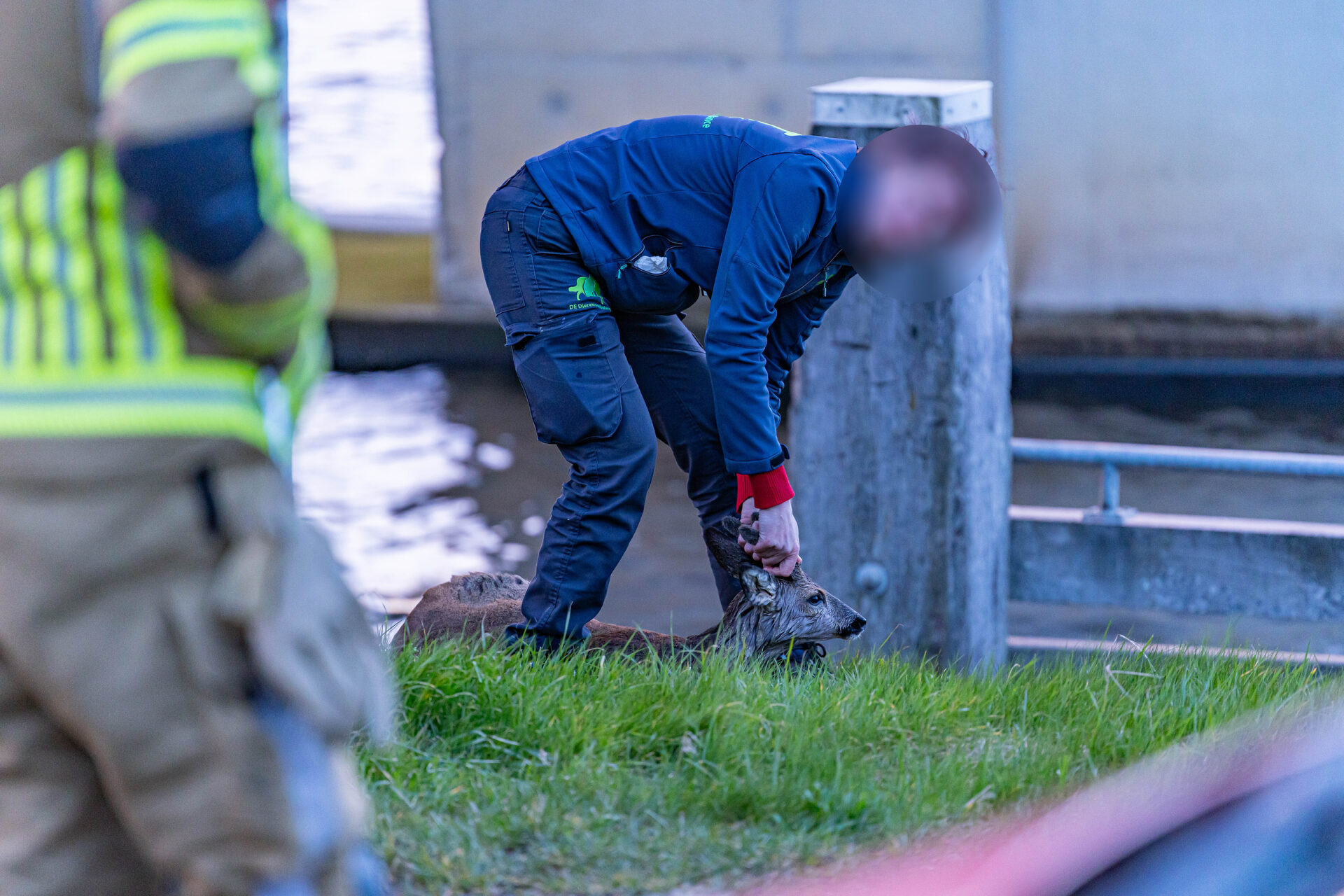 Brandweer en dierenambulance redden ree uit water