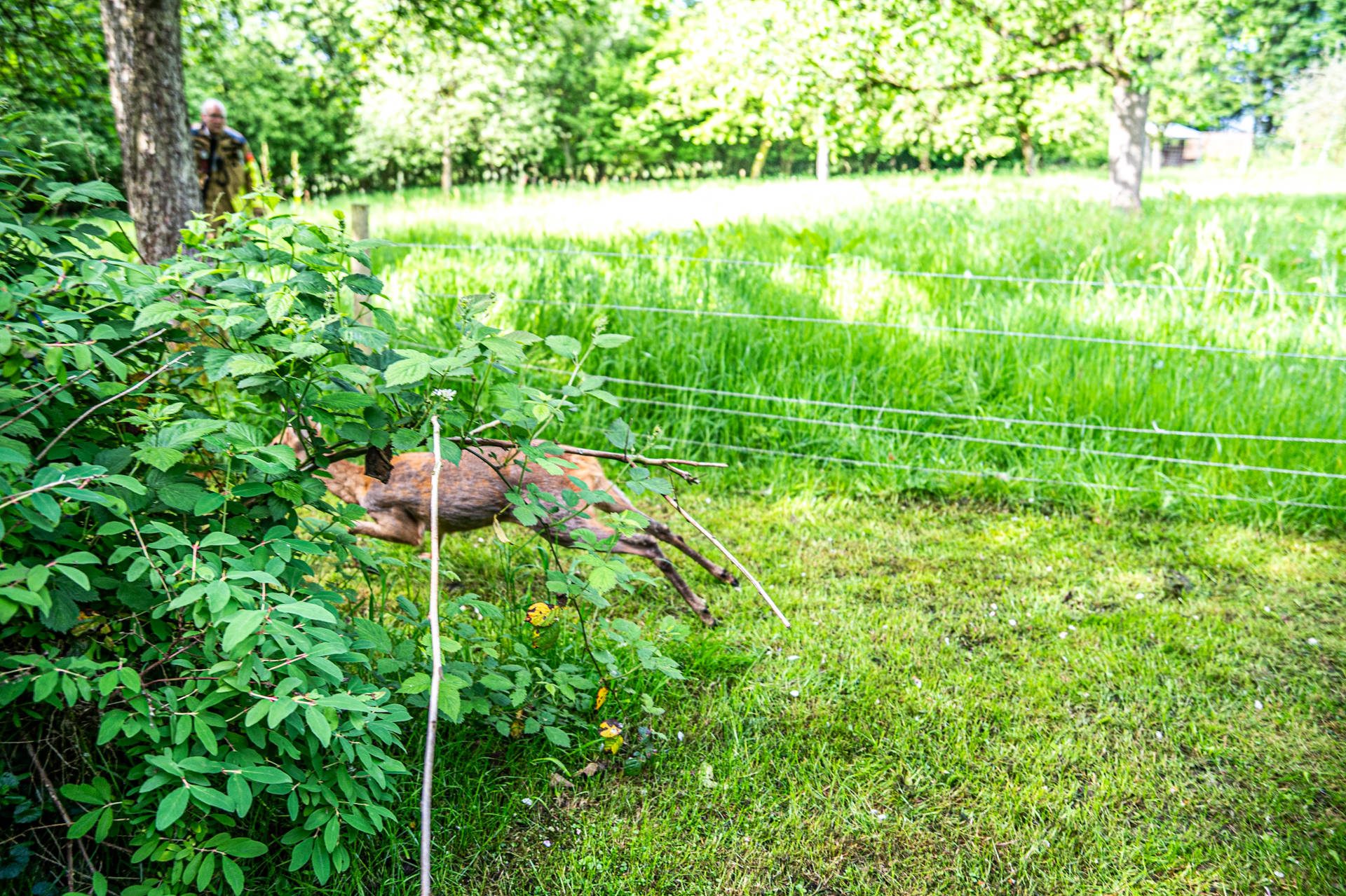 Brandweer helpt vastzittende ree ontsnappen van campingterrein