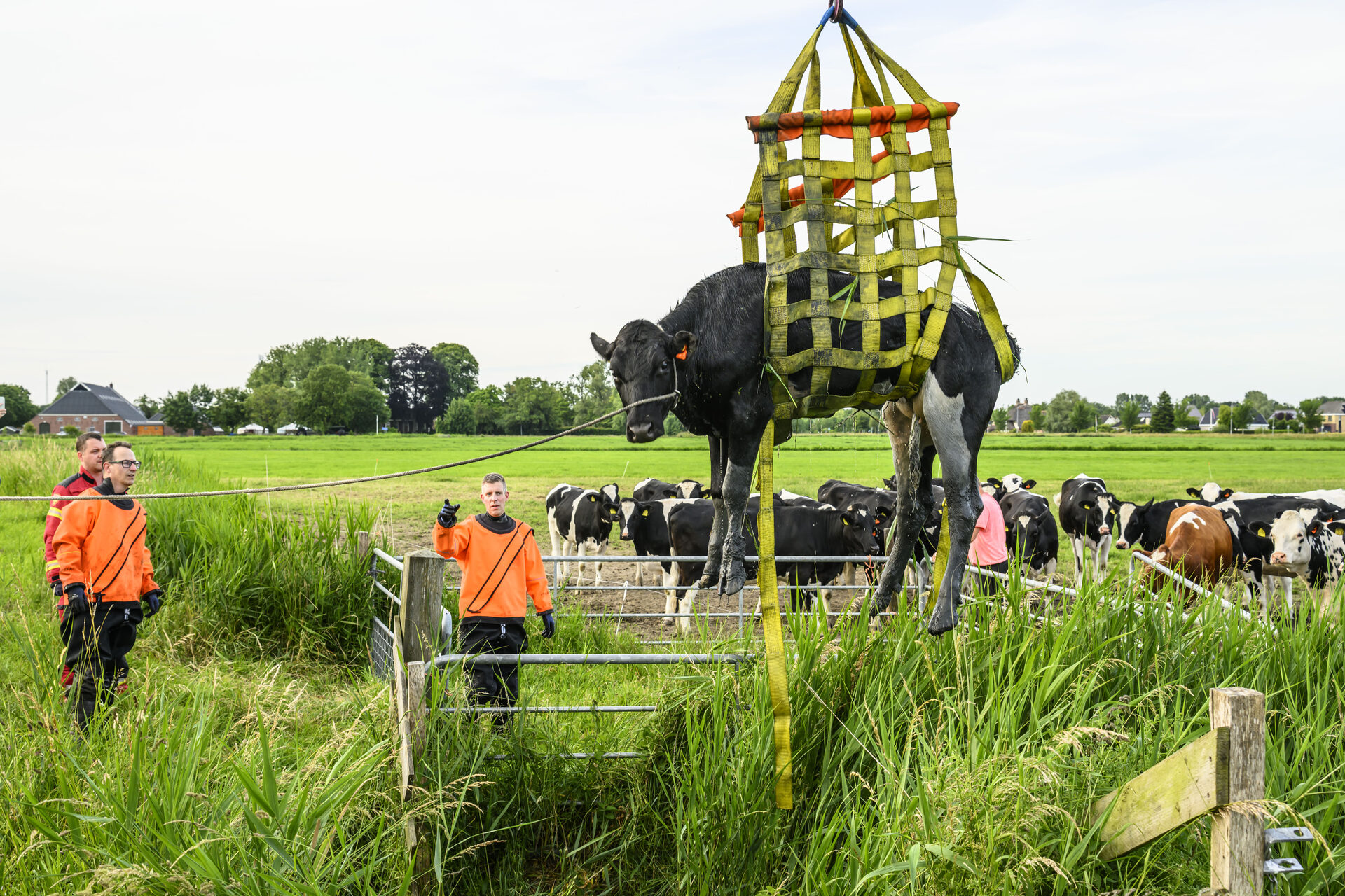 Brandweer redt binnen korte tijd koe én paard uit sloot