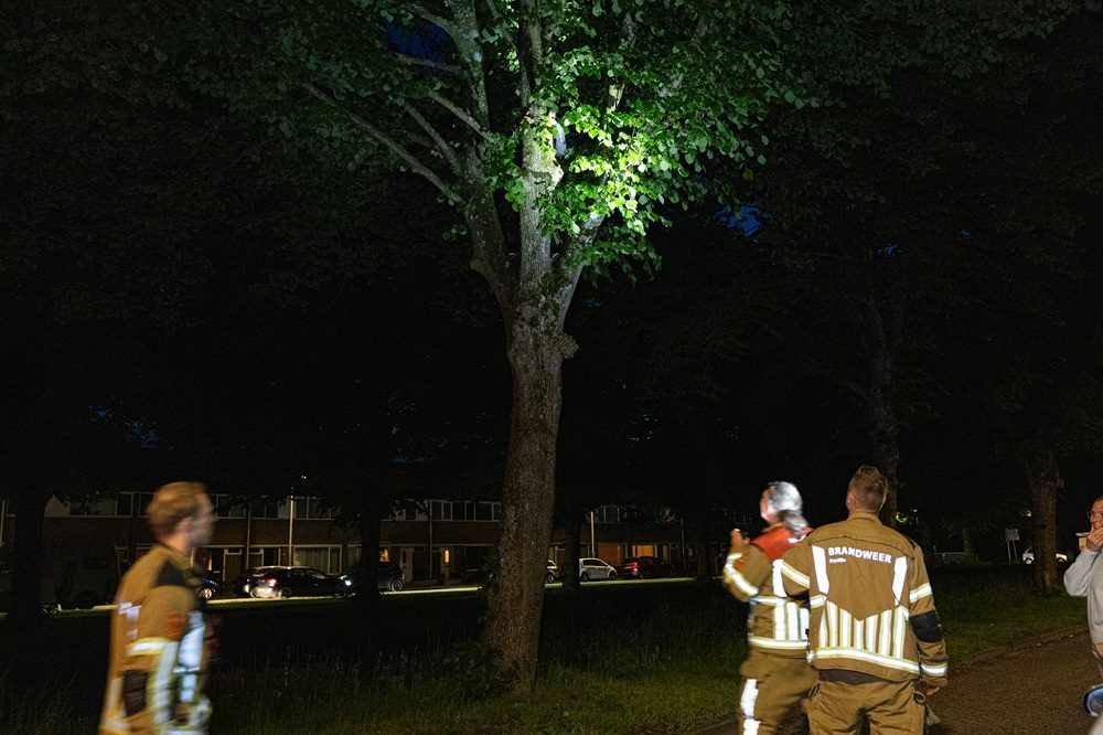 Vrouw vast in boom bij reddingspoging papegaai