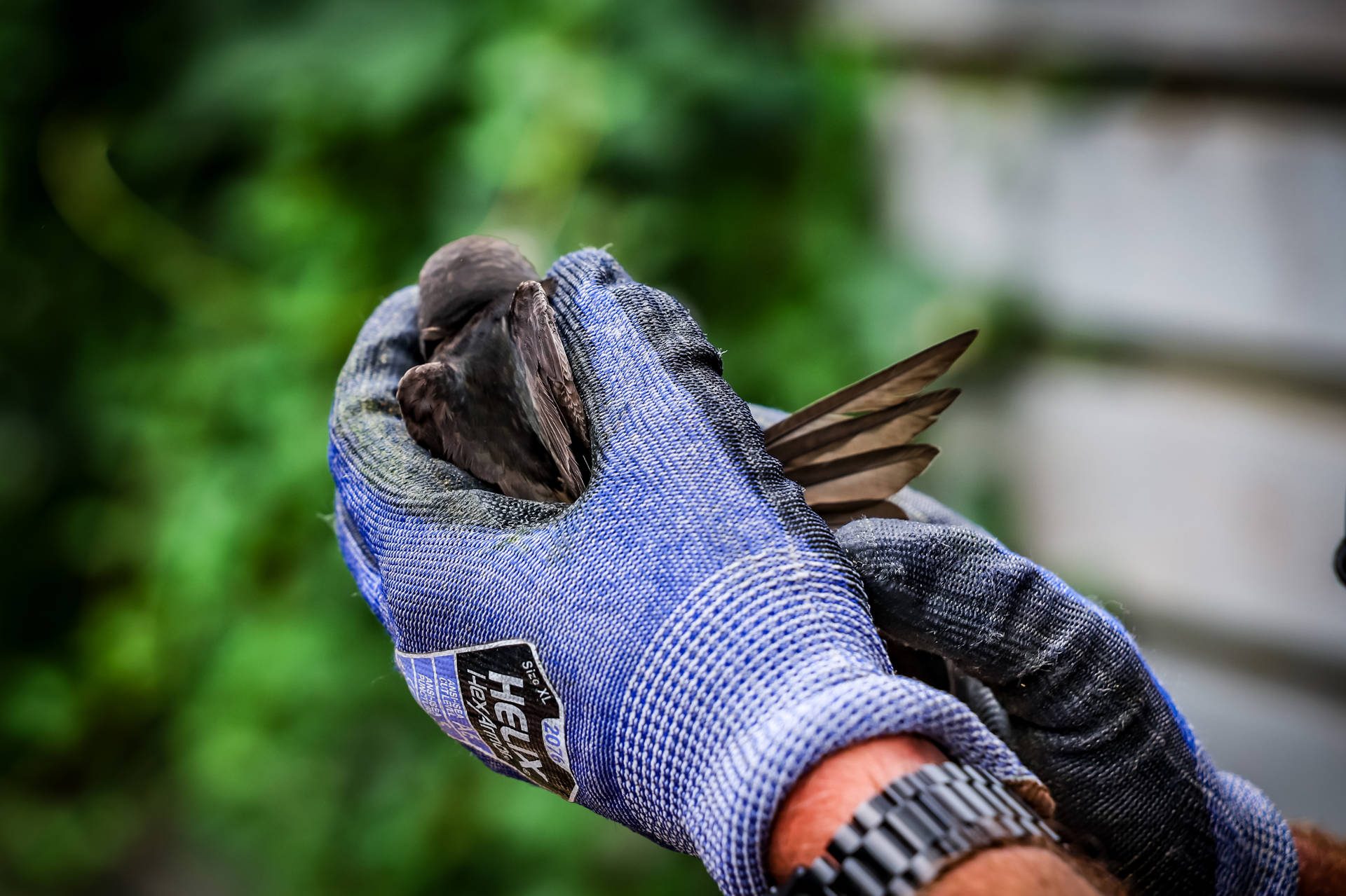 Brandweer redt binnen uur twee vogels in nood