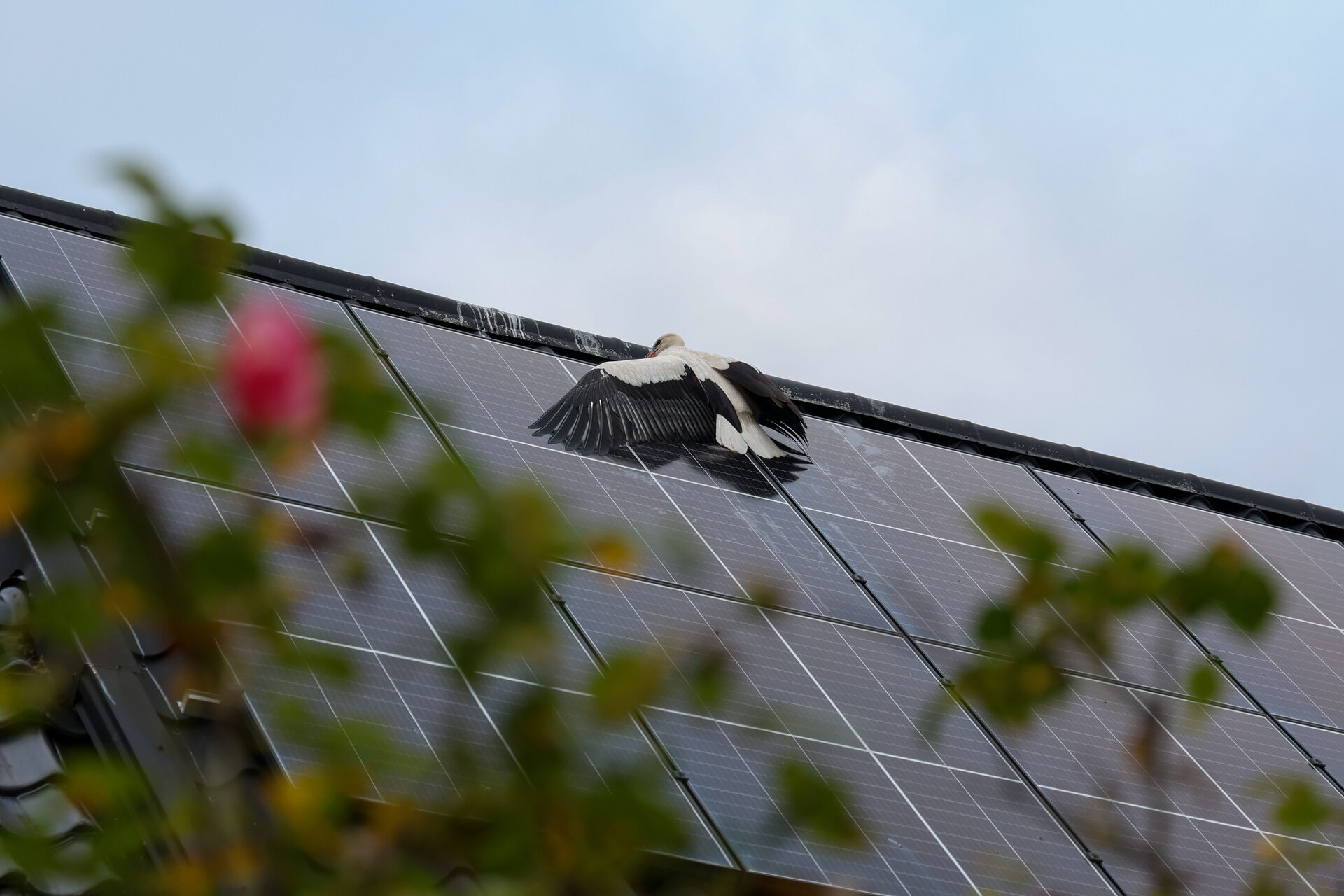 Ooievaar vast tussen zonnepanelen