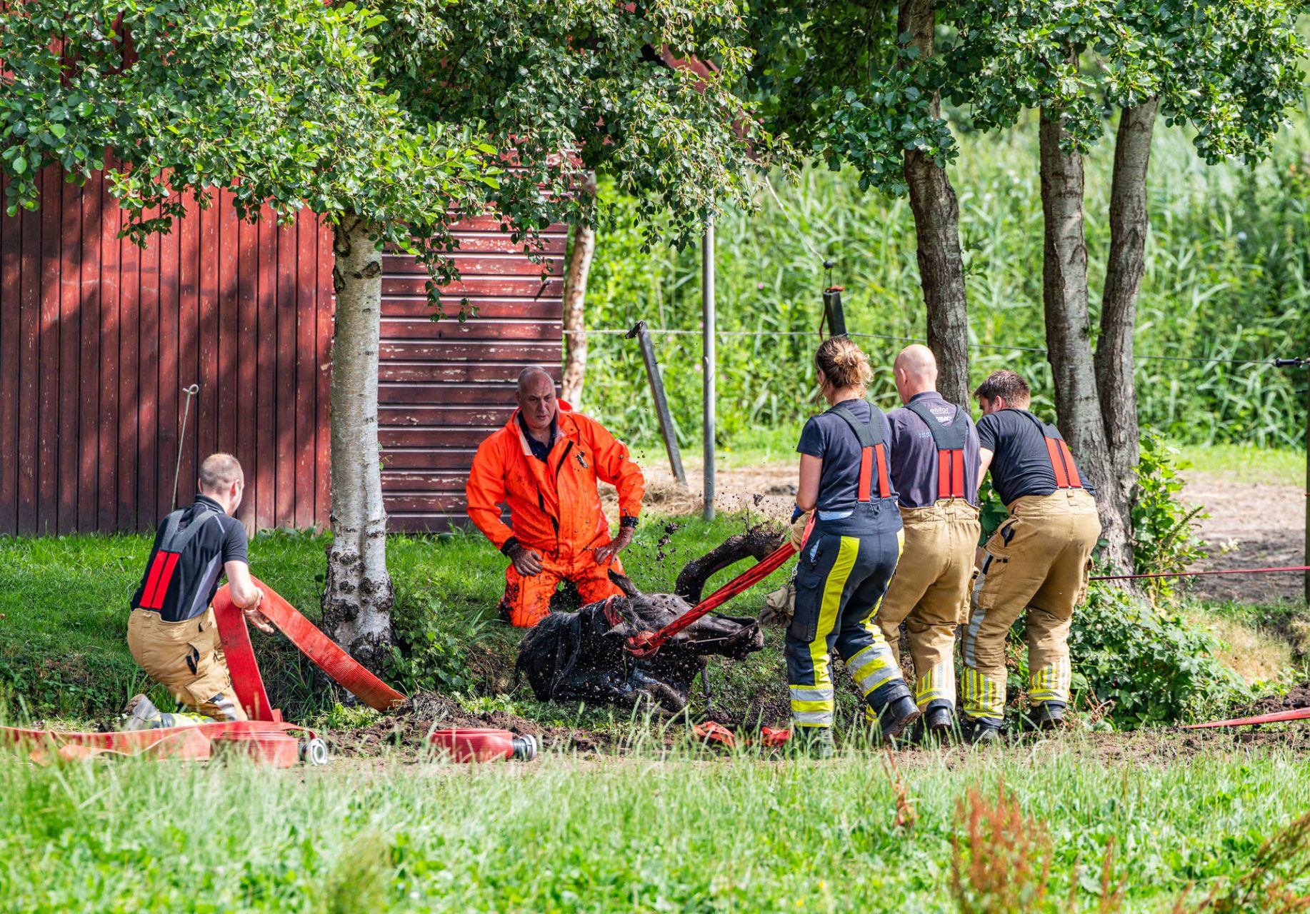 Brandweer redt paard uit sloot