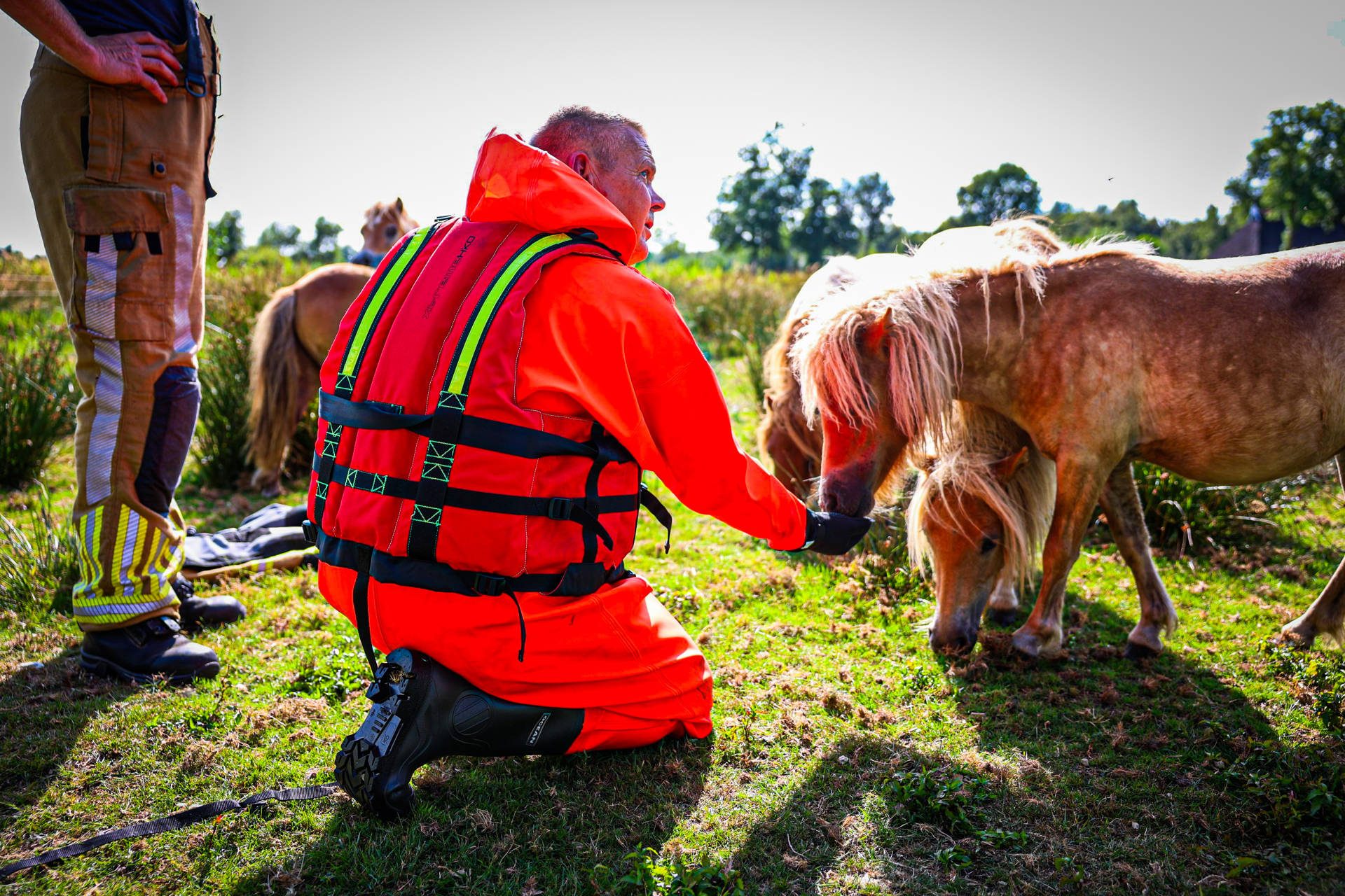 Brandweer redt groep pony’s uit het water