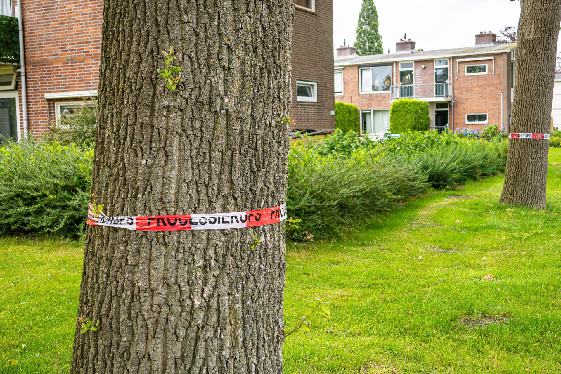 Eikenprocessierups opvallend vroeg actief; gemeente lint meerdere bomen af