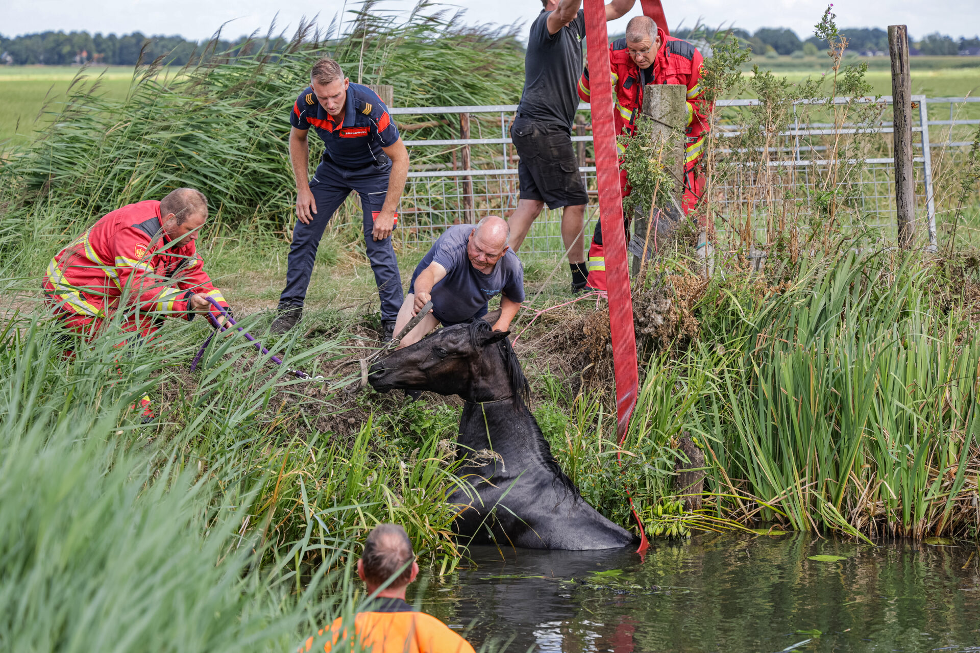 Brandweer redt paard uit sloot