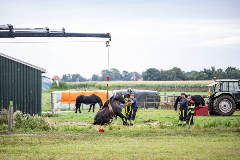 Paard belandt in sloot en wordt met kraan uit het water gehesen