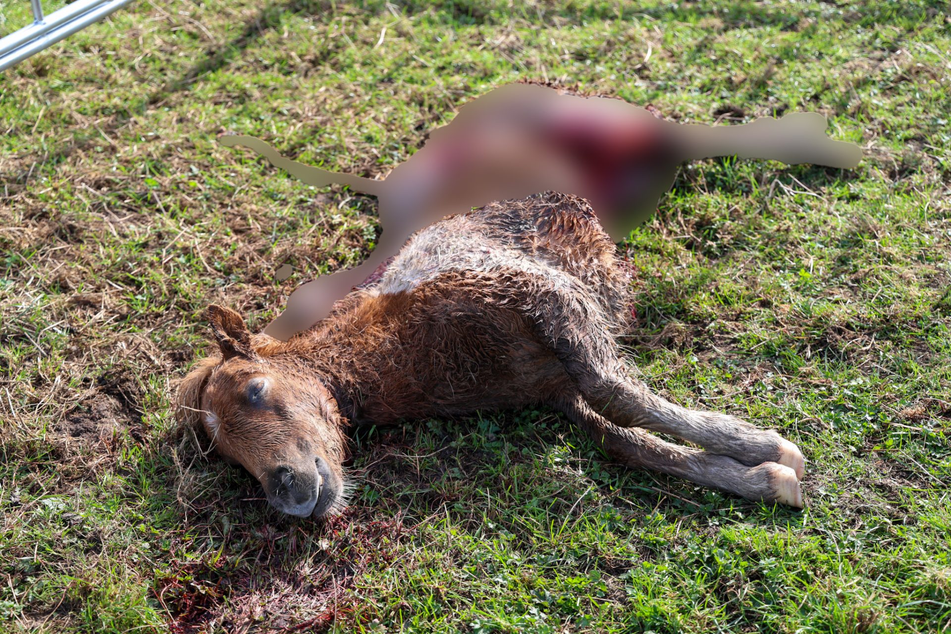 Pony gedood en meerdere pony’s gewond, vermoedelijk aangevallen door wolf