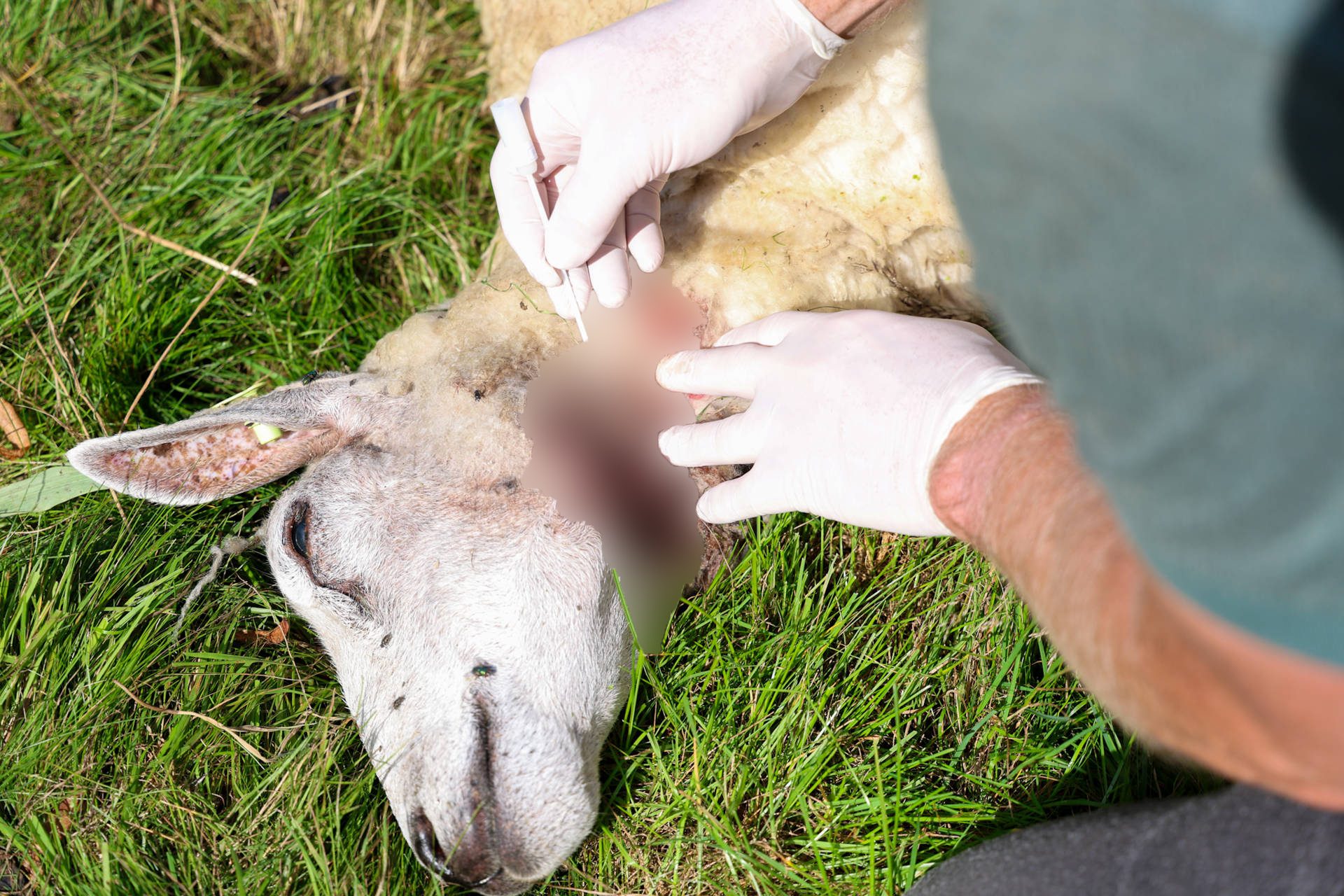 Schaap waarschijnlijk gedood door wolf en in water aangetroffen