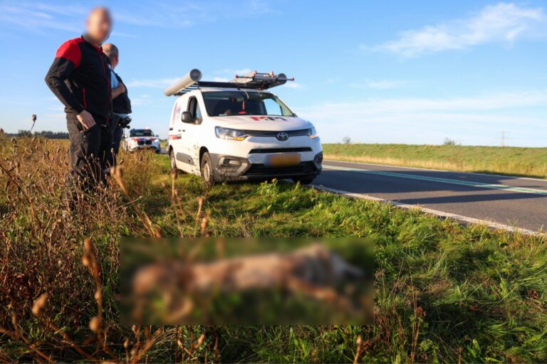 Wolf dood na aanrijding op provinciale weg