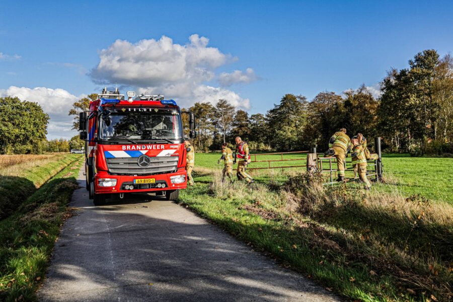 Ree dood gevonden in weiland, verstrikt in prikkeldraad