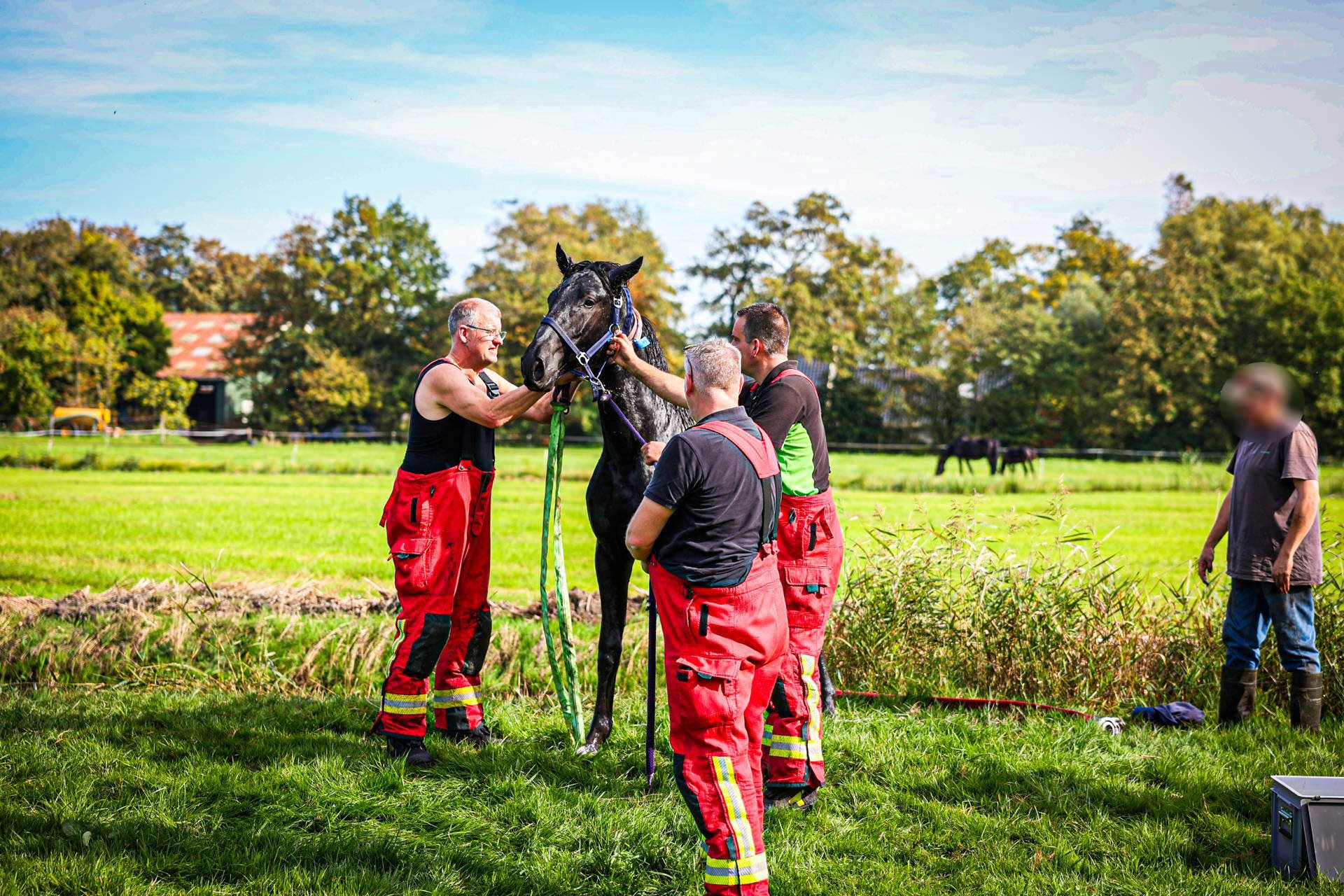 Paard na ruim een uur uit sloot gered