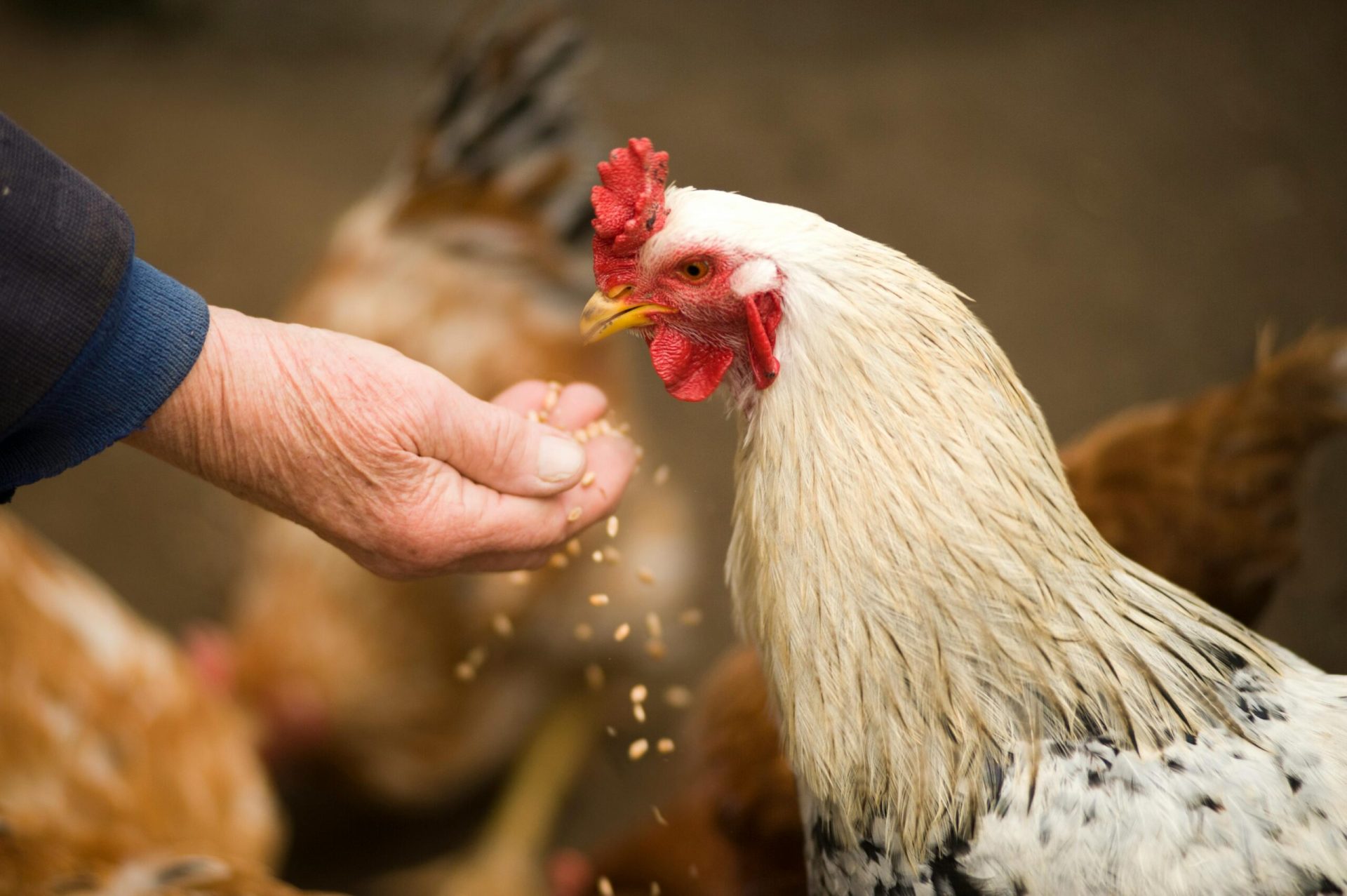 Per direct landelijke ophokplicht voor pluimvee vanwege vogelgriep